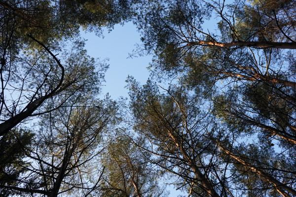 Durch den Winterwald am Eginger See