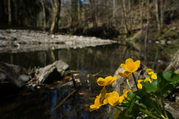 Frühling an der Erlau