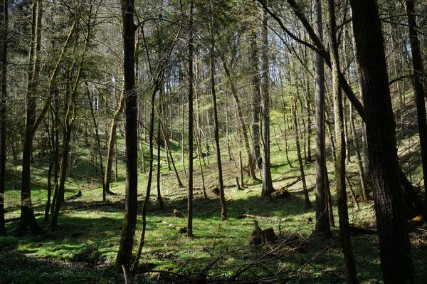 Frühling im Laufenbachtal