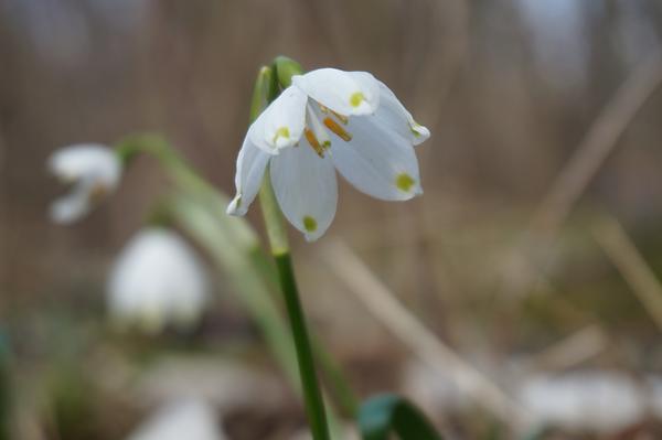 Frühlingsboten