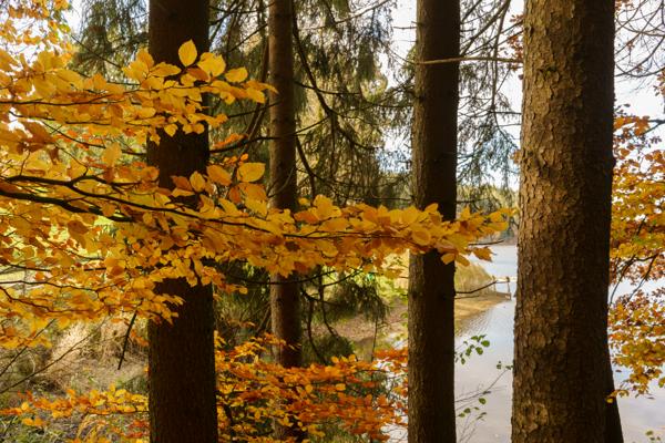 Herbstpracht am Eginger See