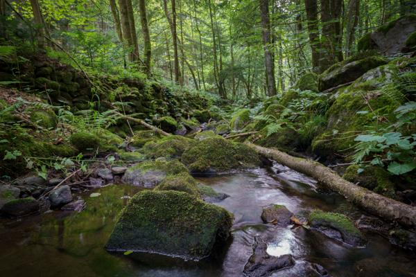 Sommer in der Saulochschlucht