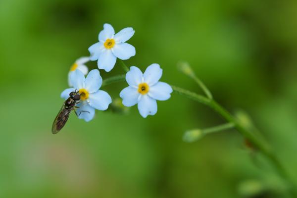 Sommerabend im Laufenbachtal