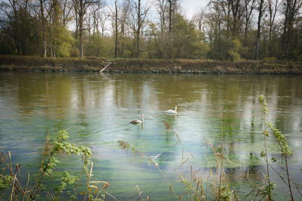 Strahlender Herbst in den Isarauen