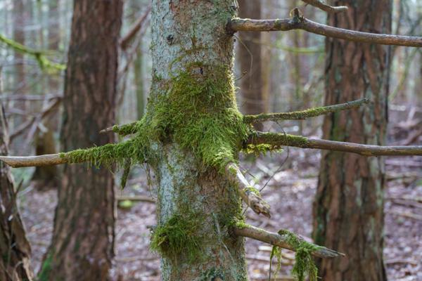 Wald-Gestalten