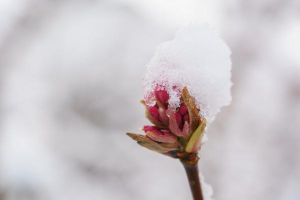 Winter-Natur nah